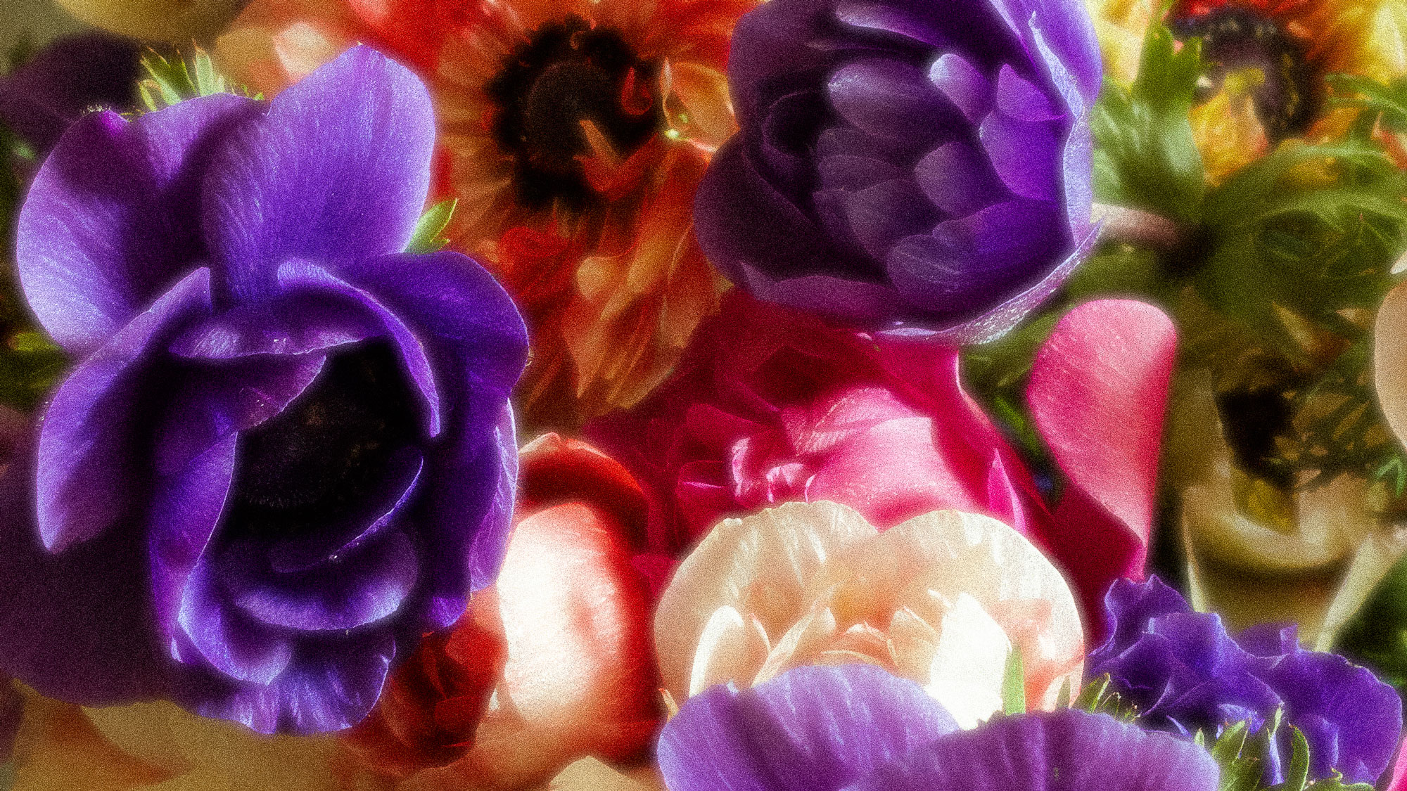 Portait réalisé par Sarah Prémont